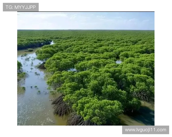 探索红树林网址:了解红树林生态系统的重要性与保护措施 探索红树林网址:了解红树林生态系统的重要性与保护措施